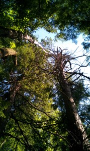 Shack, view straight up from the hammock