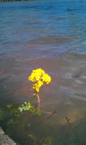 Panhandle 2013, Howard Creek yellow water flower