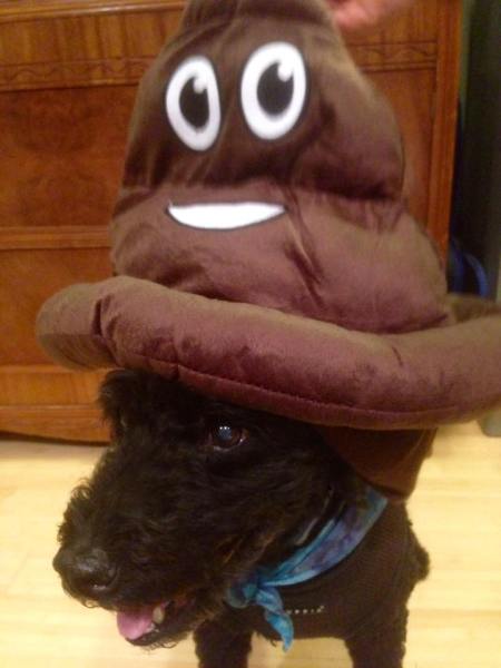 14100516_603168419863170_3525948158388452292_n