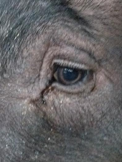 pigs-eye-2014