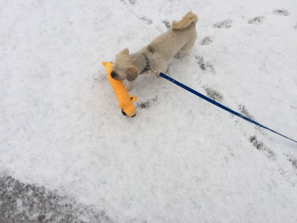 17492862_1290148194398355_2985170748795444823_o