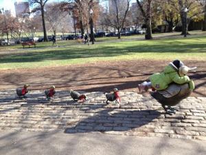 Boston public garden ducklings